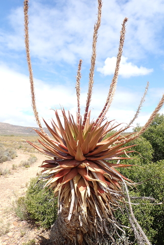 Aloe lineata, photograph 5