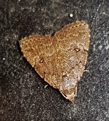 Tolpiodes oligolasia