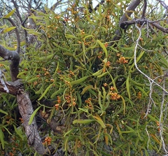 Phoradendron carneum