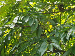 Meliosma rhoifolia