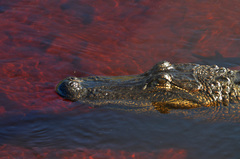 Alligator mississippiensis