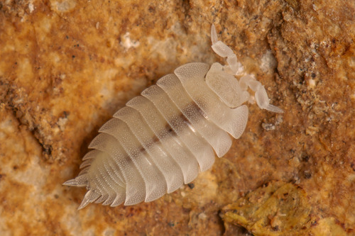Ant Woodlouse, photo 5 of 10