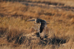 Asio flammeus flammeus