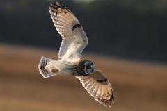 Asio flammeus flammeus