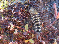 Gynaephora groenlandica