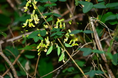 Dumasia truncata