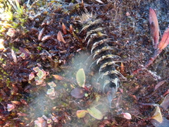 Gynaephora groenlandica