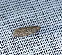 Copamyntis leptocosma