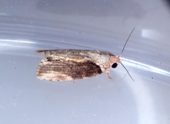 Etanna breviuscula