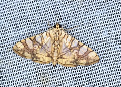 Glyphodes caesalis