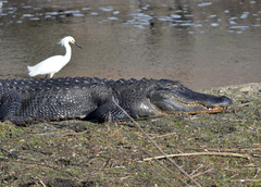 Alligator mississippiensis