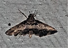 Nacoleia amphicedalis
