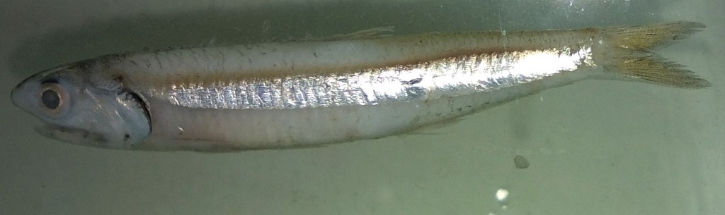 Shorthead Anchovy