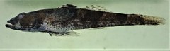 Psammogobius biocellatus