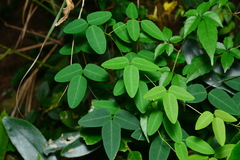 Dumasia truncata