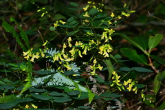 Dumasia truncata