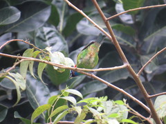 Tangara cyanocephala