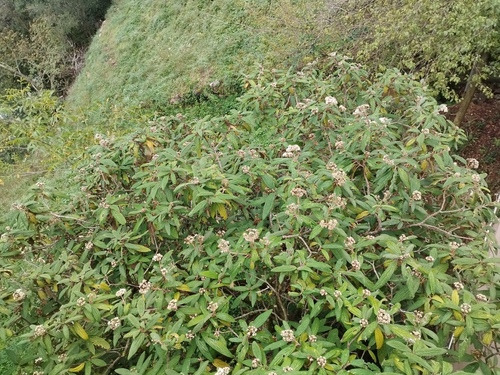 Viburnum rhytidophyllum