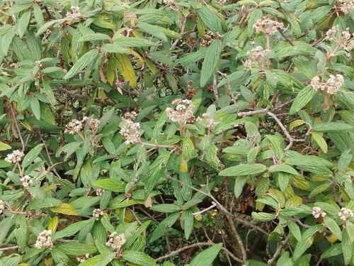Viburnum rhytidophyllum