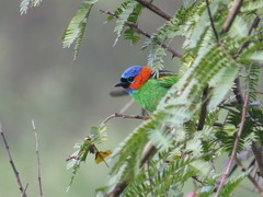 Tangara cyanocephala