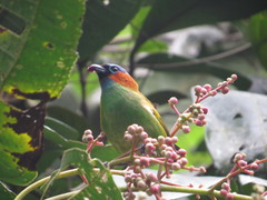 Tangara cyanocephala