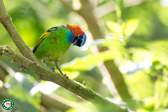 Tangara cyanocephala