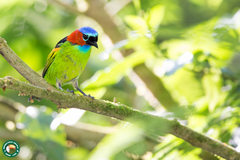 Tangara cyanocephala