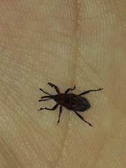 Rhodobaenus