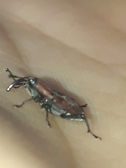 Rhodobaenus