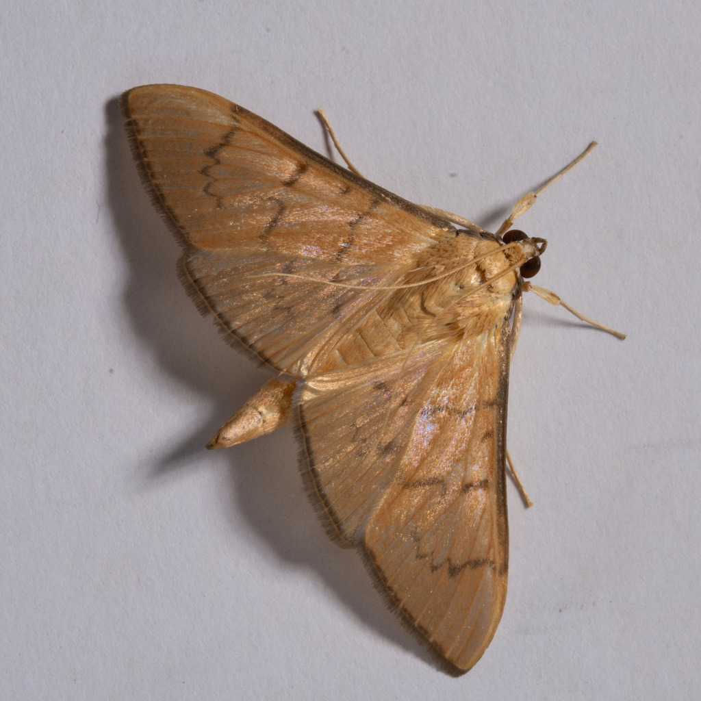 Loxostege violaceotincta