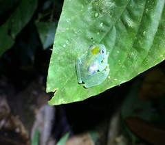 Cochranella euknemos