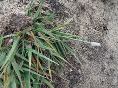 Alopecurus magellanicus