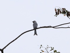 Dicrurus leucophaeus leucogenis