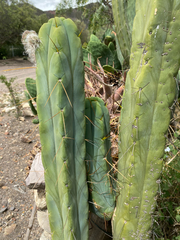 Trichocereus bridgesii