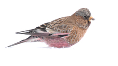 Leucosticte australis