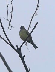 Elaenia flavogaster