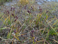Carex membranacea