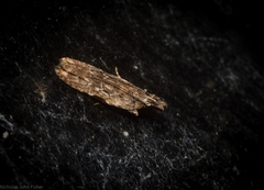 Hypatima dermatica