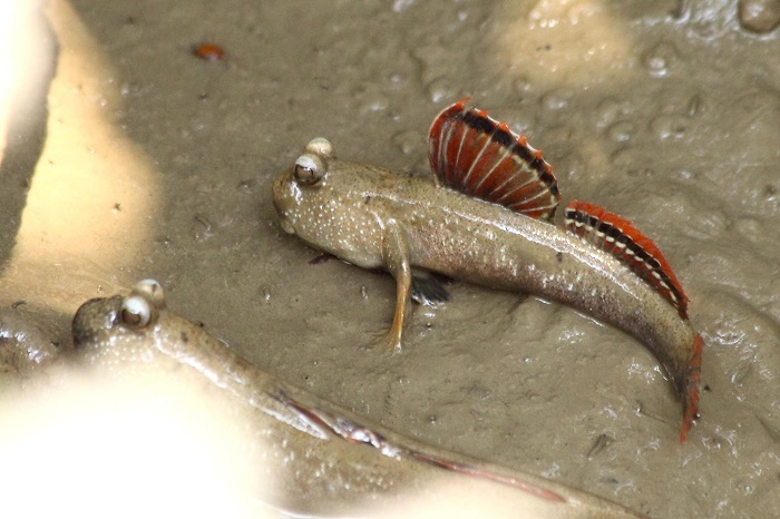 Periophthalmus magnuspinnatus