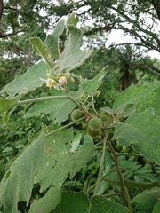 Solanum hirtum