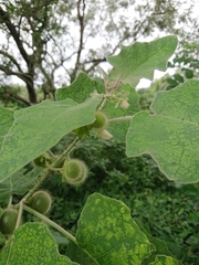 Solanum hirtum