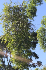 Struthanthus flexicaulis