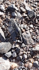 Naupactus tremolerasi