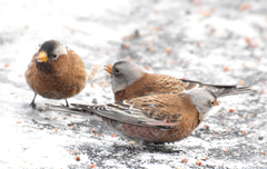 Leucosticte tephrocotis littoralis