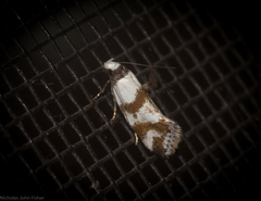 Isomoralla gephyrota