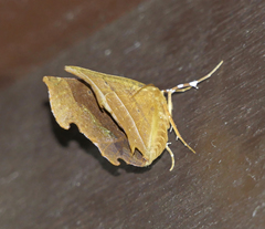 Phyllodonta alajuela