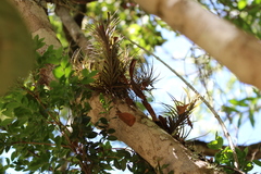 Tillandsia tenuifolia