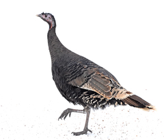 Meleagris gallopavo merriami