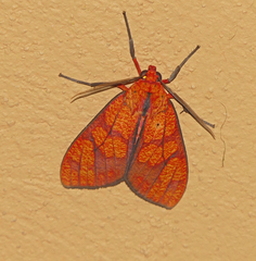 Elysius