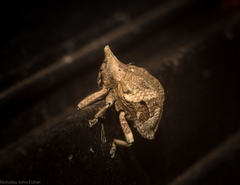 Oemethylus triangularis